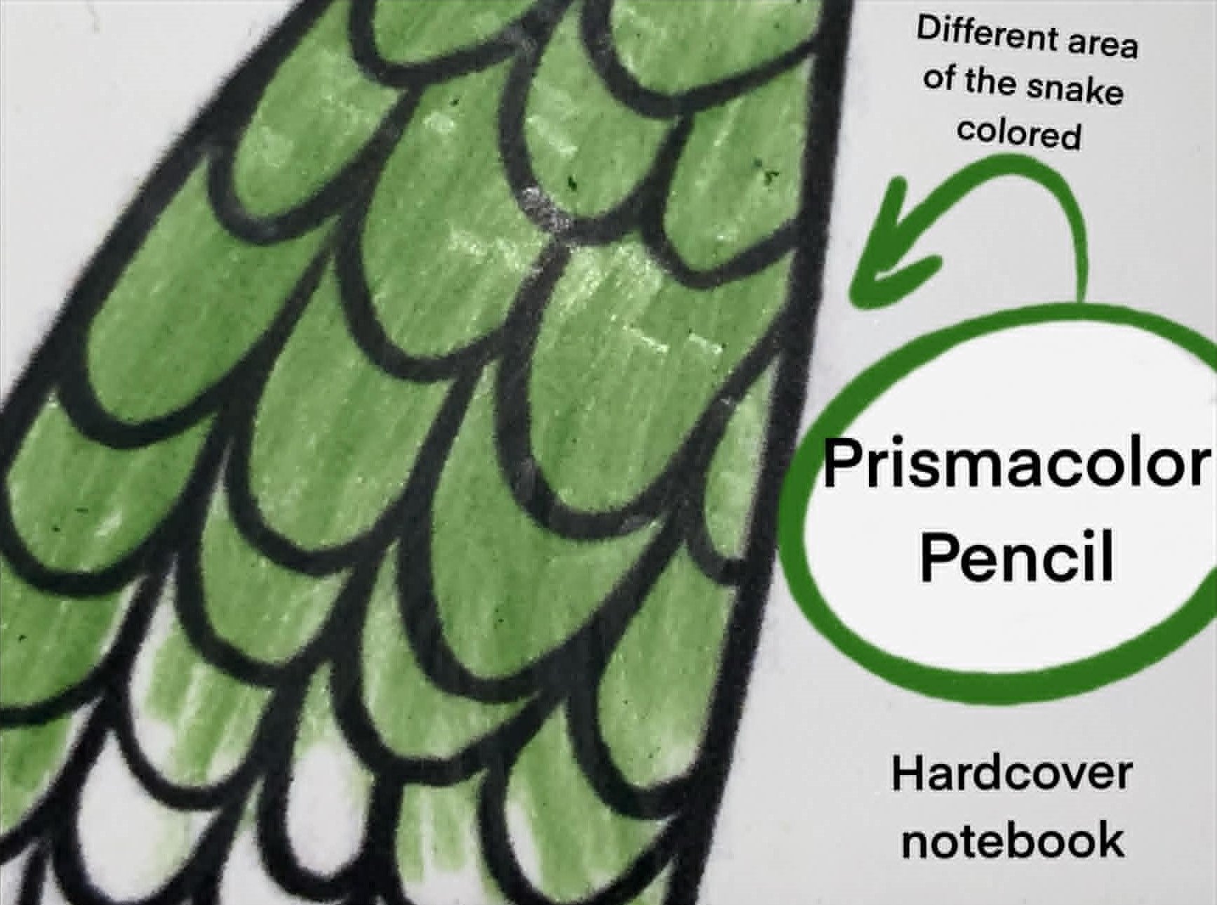 Close-up of a green snake illustration with a Prismacolor Pencil label on a white background